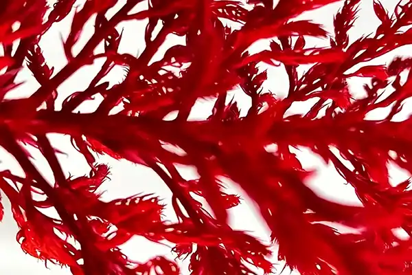 How Does Astaxanthin Powder And Oil Support Skin Health?